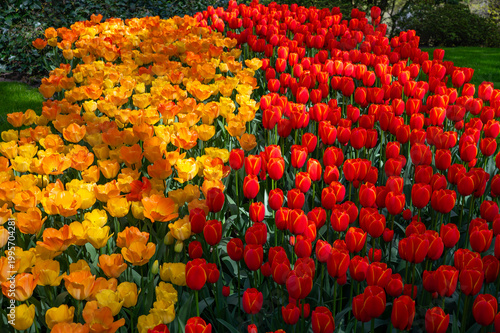 Netherlands, Amsterdam, Keukhenhof