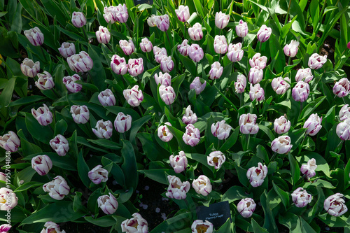 Netherlands, Amsterdam, Keukhenho