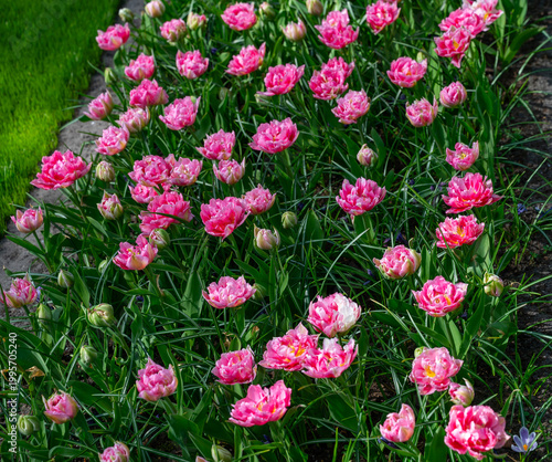 Netherlands, Amsterdam, Keukhenho