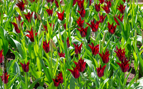 Netherlands, Amsterdam, Keukhenho