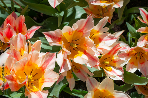 Netherlands, Amsterdam, Keukhenho