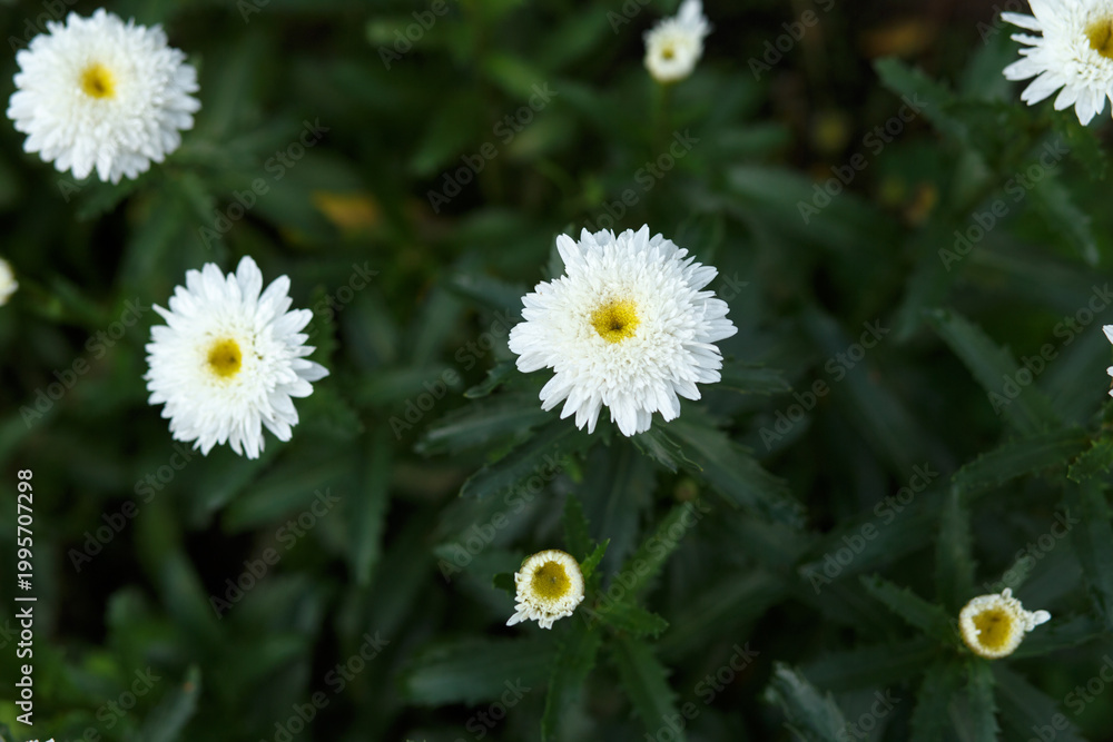 Fototapeta premium White daisy like flowers in garden soft focus natural floral background delicate summer bloom