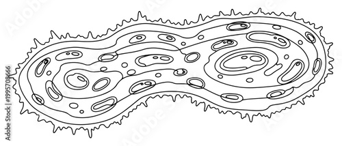 Microscopic cell division process with organic patterns and nucleus details in hand drawn linear style