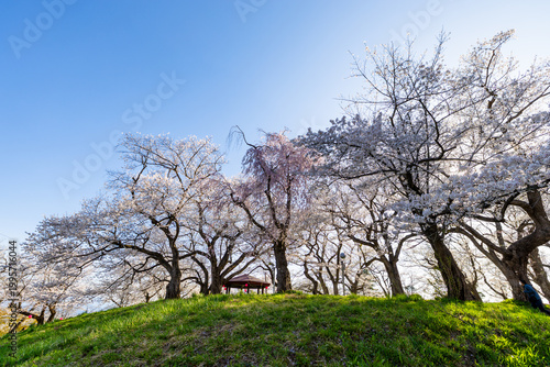 烏帽子山千本桜