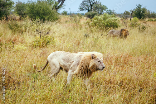 White African lion walking with brother in dry savannah in Greater Kruger National park, South Africa ; Specie Panthera leo family of Felidae