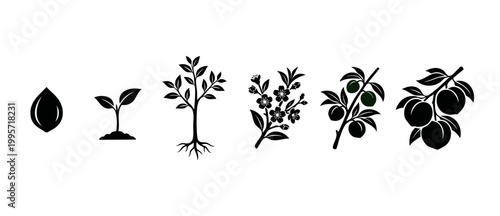 Peach Tree Life Cycle Icon Set, From Seed To Ripe Fruit Vector Illustration. Plant growth stages from sprout to flowering blossom and harvest, botanical evolution sequence for organic agriculture desi