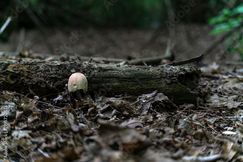Close-up of a small wild mushroom growing on a decaying log in a dark, moody forest environment. Macro shot of a single white mushroom on a fallen tree trunk in a mysterious autumn woodland.