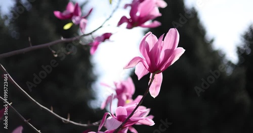 Close-up of pink magnolia flowers swaying in the wind against dark trees background