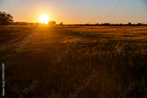 Golden sunset over a rural dirt road and agricultural fields in Huesca, Aragon, Spain, with a solitary tree silhouette against a bright orange sun.