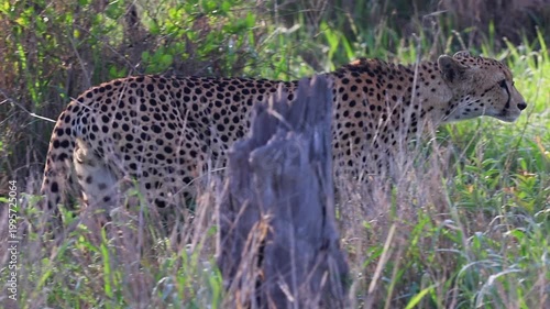 Closeup: Spotted cheetah walks through trees on South African savanna