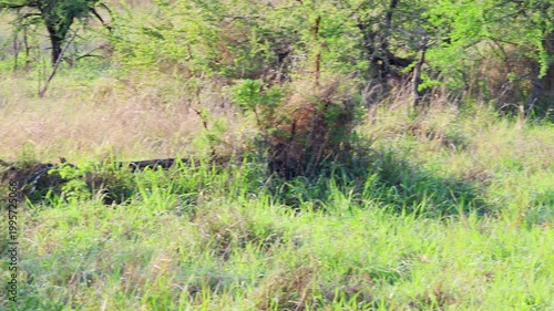 Pan shot of cheetah in South Africa walking in tall green grassland