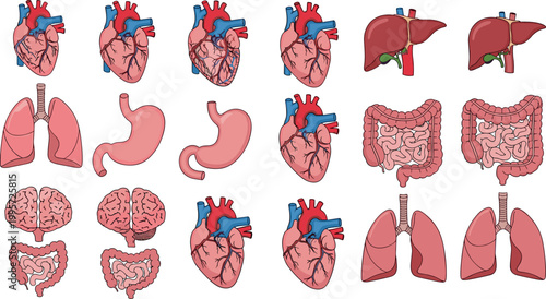 Vector Illustration of Human Organs Including Heart, Brain, Lungs, Stomach, Liver, and Intestines for Educational and Medical Design Projects
