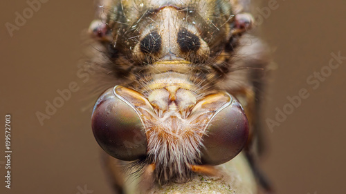 Obraz na plátně Owlfly head showing intricate compound eyes and hairy face