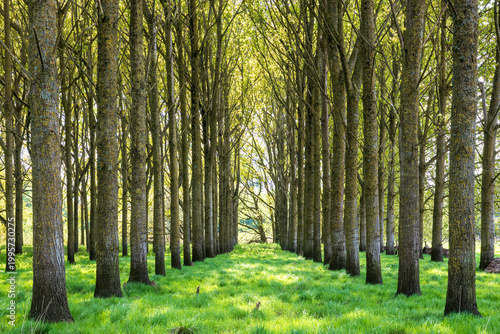 Foto Symmetrical avenue of tall straight trees growing in a green grassy woodland plantation