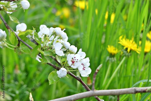 pear tree filled with bright white flowers extends into the frame. The background consists of tall, vibrant green grass and yellow dandelions, signifying peak springtime.