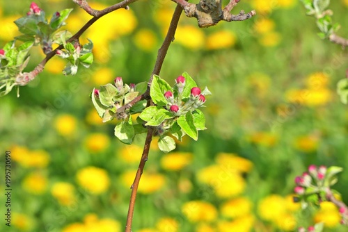 close-up shot of an apple tree branch featuring tight pink flower buds and young green leaves