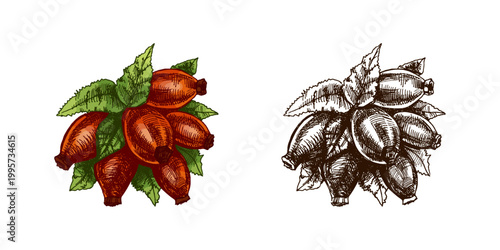 Hand drawn vintage sketch of rosehip berries bundle with leaves in colored and monochrome engraving botanical illustration