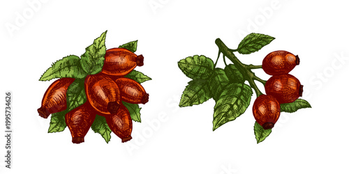 Hand drawn vintage sketch of rosehip berries branch and bundle with leaves in colored  botanical illustration