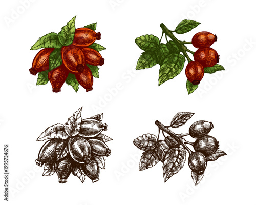 Hand drawn vintage sketch set of rosehip berries branch and bundle with leaves in color and monochrome illustration