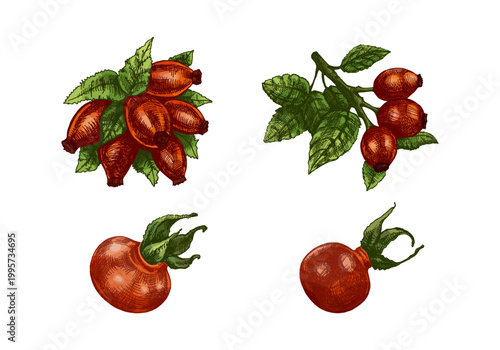 Hand drawn vintage sketch set of rosehip berries elements including branch bundle and single fruits in color illustration