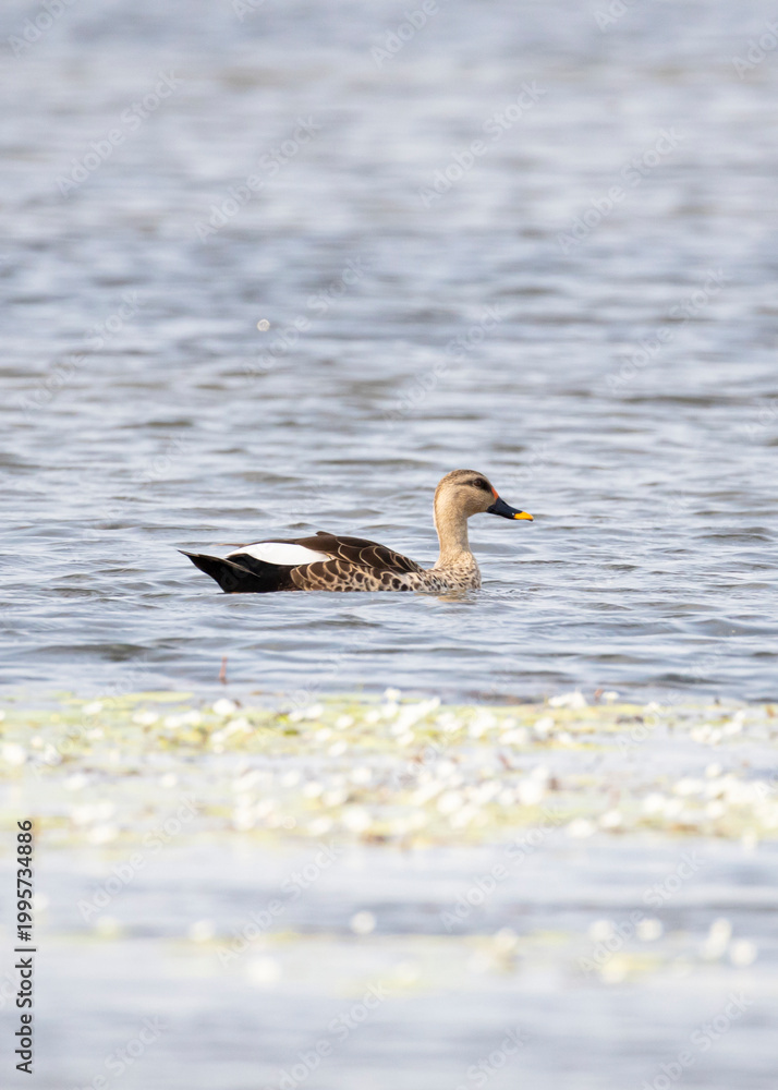 Fototapeta premium Indian Spot-billed Duck Swimming in Peaceful Lake Environment.