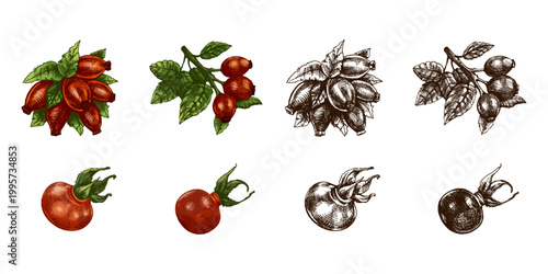 Hand drawn vintage sketch set of rosehip berries elements including branch bundle and single fruits in color and monochrome