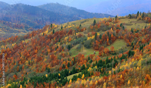 Vibrant autumn forest canopy blankets rolling hills in a colorful display