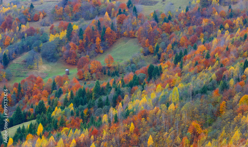 Vibrant autumn forest canopy displaying a rich tapestry of fall foliage colors
