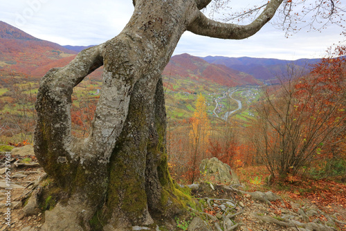 Autumn Carpathian mountain landscape with a gnarled ancient tree in the foreground