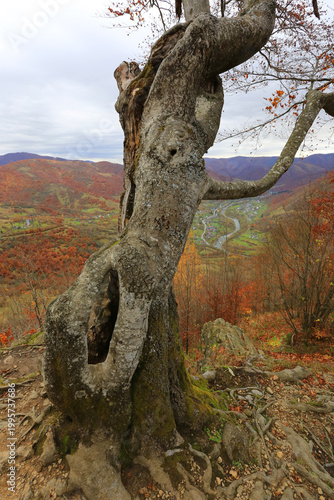 Ancient gnarled tree trunk with hollows overlooking a valley in autumn
