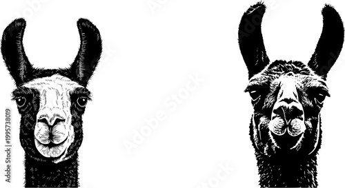 A photorealistic macro of a llamas face showcases its large eyes and split upper lip against a pure white background