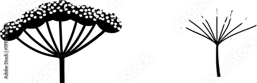 A photorealistic macro captures the intricate, umbrella-like structure of a mature dill umbel, adorned with tiny yellow flowers and feathery green leaves, isolated against a pure white background