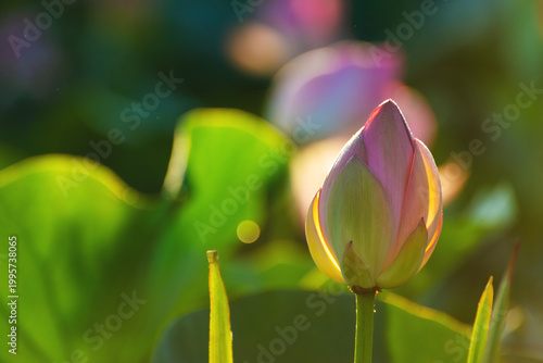 Blooming pink lotus with morning dew at sunrise. Beautiful summer nature.
