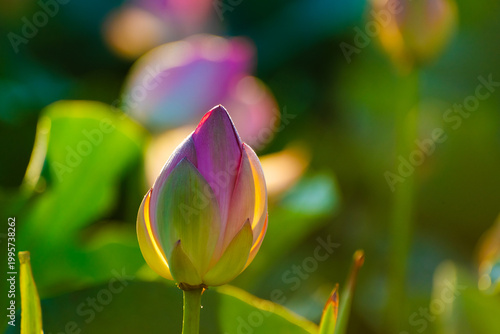 Blooming pink lotus with morning dew at sunrise. Beautiful summer nature.