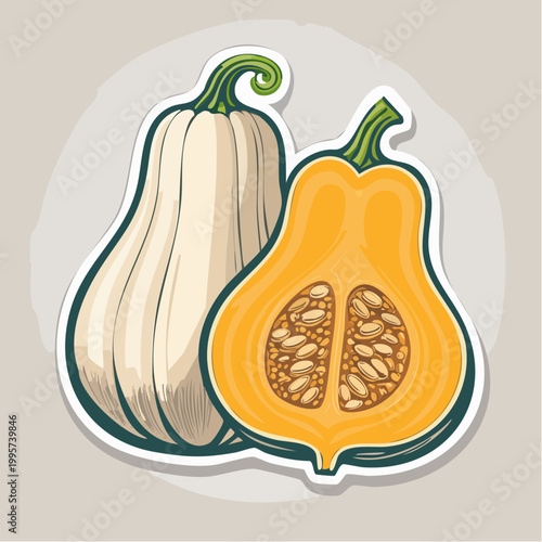 Butternut Squash Illustration
