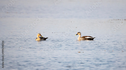 Cuadro en lienzo Indian Spot-billed Ducks Swimming in Peaceful Lake Environment
