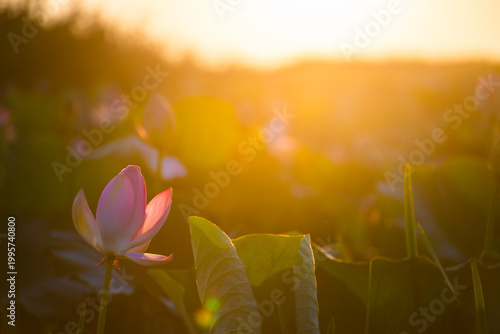 Blooming pink lotus with morning dew at sunrise. Beautiful summer nature
