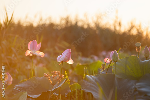 Blooming pink lotuses with green leaves at sunrise. Beautiful summer landscape. Volga river delta in Astrakhan region, Russia.