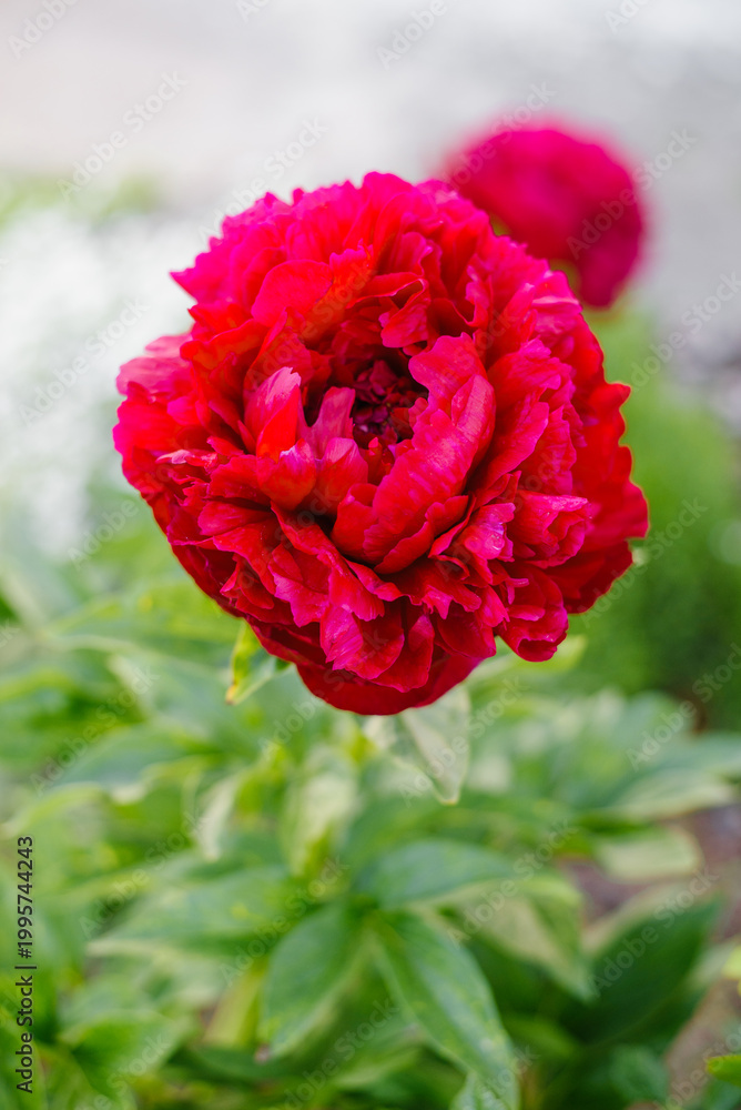 Fototapeta premium Massive Red Henry Bockstoce Peony Flower in Bright Garden