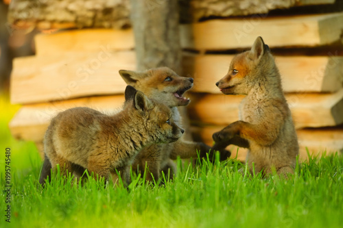 Zwei Fuchswelben, Fuchs babys sitzen vor Ihrem Bau und spielen, lieben sich 