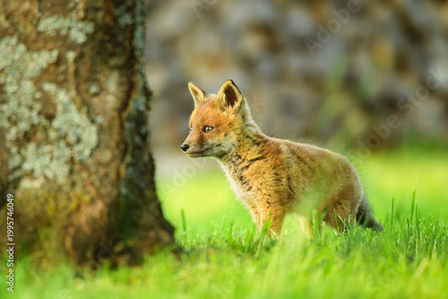 Baby Fuchs, Jungfuchs sitzt im Gras