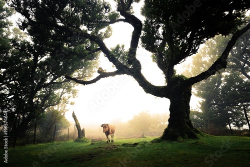 Fanal Forest, Kuh im Sonnenuntergang unter einem darmatischen, mystischen Baum, PR13