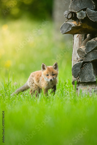 Baby Fuchs, Jungfuchs spielt auf der Wiese