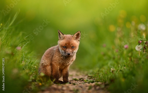 Baby Fuchs, Jungfuchs sitzt im Gras