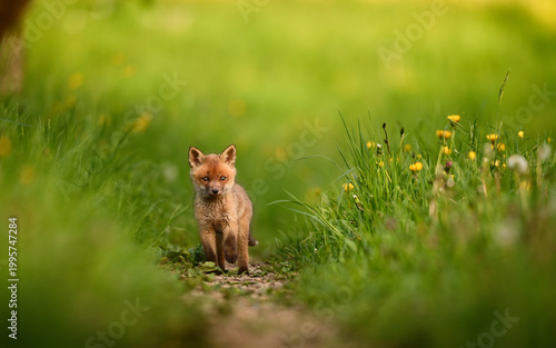 Baby Fuchs, Jungfuchs sitzt im Gras