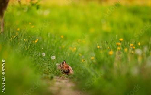 Baby Fuchs, Fuchswelpe schläft eingerollt in einer hohen Blumenwiese