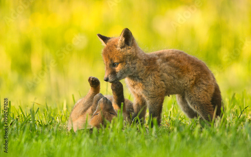 Zwei Fuchswelpen, Fuchs Babys spielen süß und lieben sich