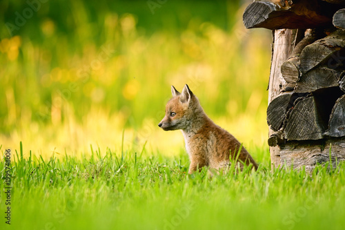 Baby Fuchs sitzt im Gras in der Abendsonne