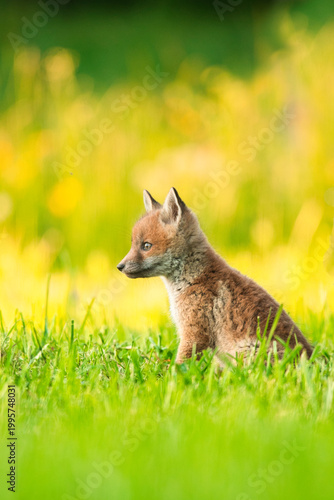 Baby Fuchs sitzt im Gras in der Abendsonne