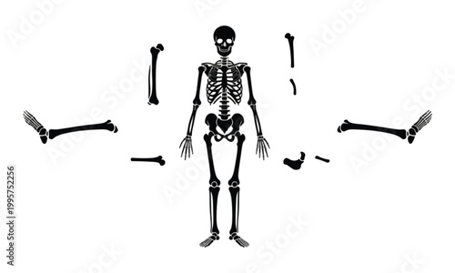Human Skeleton Silhouette and Separated Bone Parts Illustration